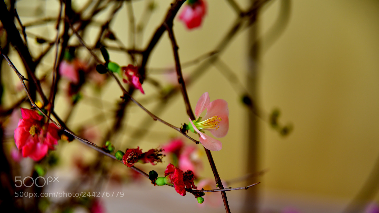 Nikon D810 sample photo. Dallar ve çiçekler photography