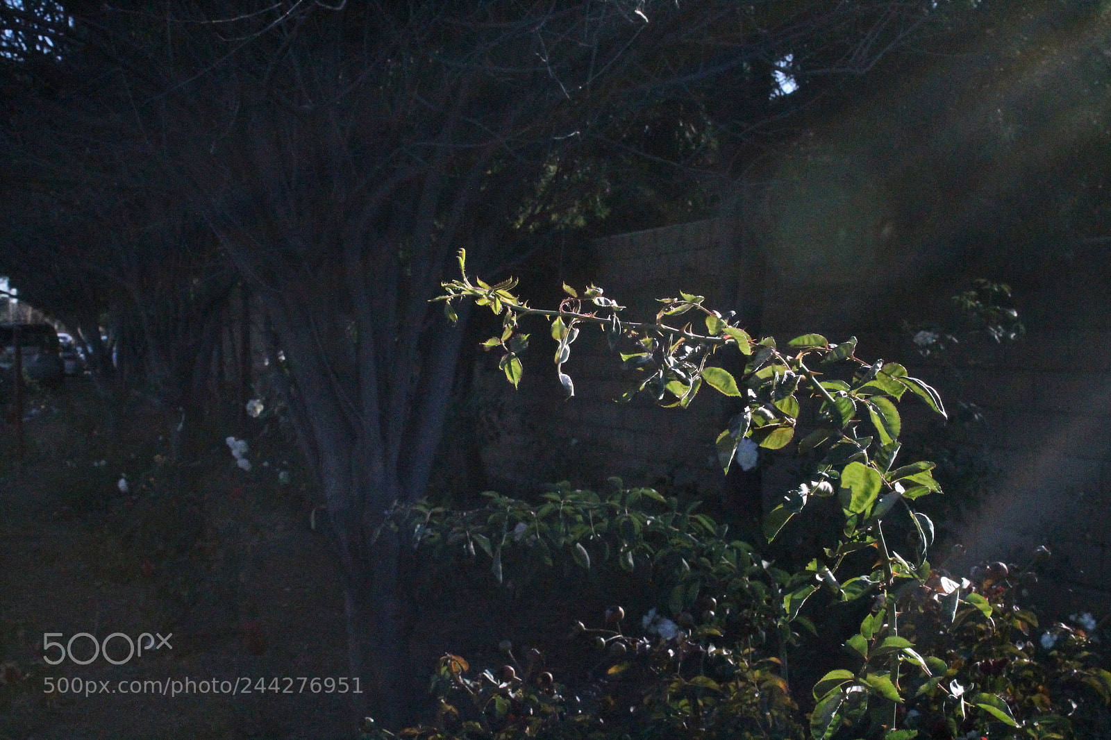 Canon EOS 1100D (EOS Rebel T3 / EOS Kiss X50) sample photo. Img photography
