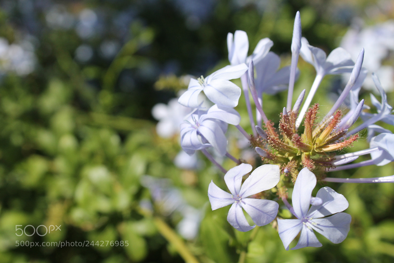 Canon EOS 1100D (EOS Rebel T3 / EOS Kiss X50) sample photo. Img photography