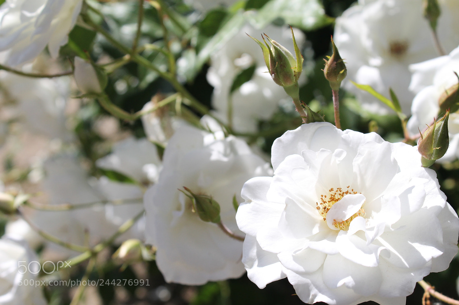 Canon EOS 1100D (EOS Rebel T3 / EOS Kiss X50) sample photo. Img photography