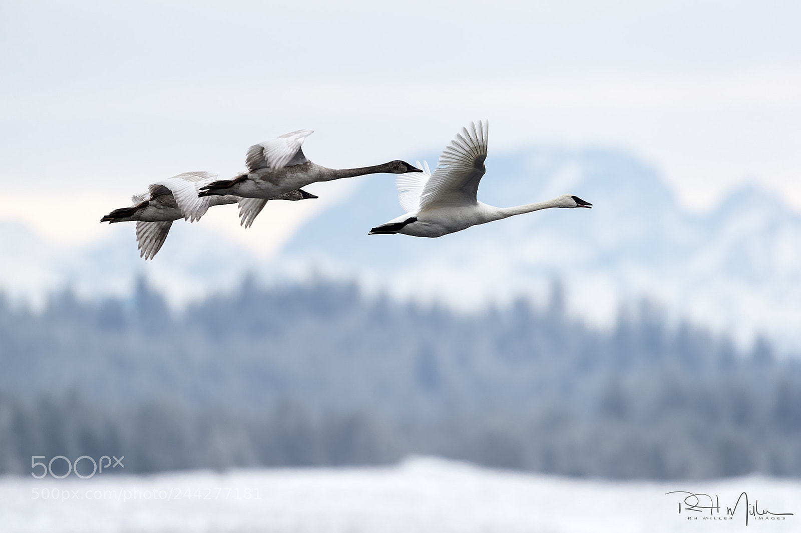 Canon EOS-1D X Mark II sample photo. Family friendly flight photography