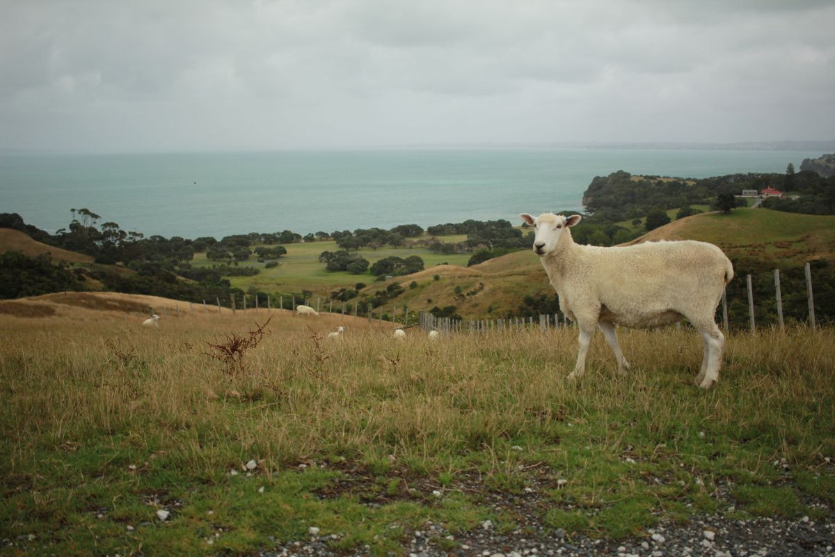 Canon EF-S 24mm F2.8 STM sample photo. Sheep photography