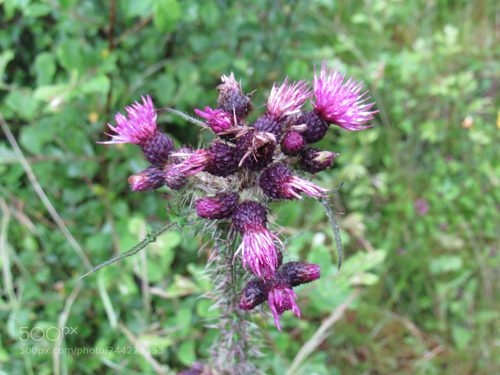 Canon PowerShot SX530 HS sample photo. Benmore botanic gardens photography