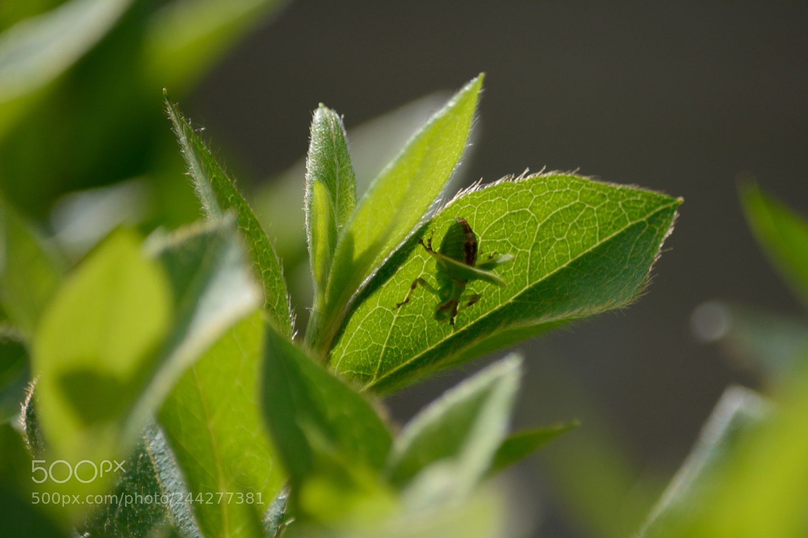 Nikon D7100 sample photo. Green photography