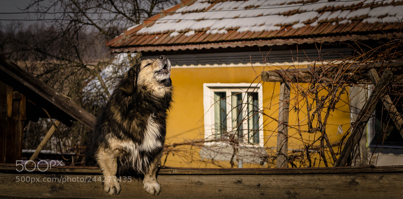 Nikon D3100 sample photo. Howling photography