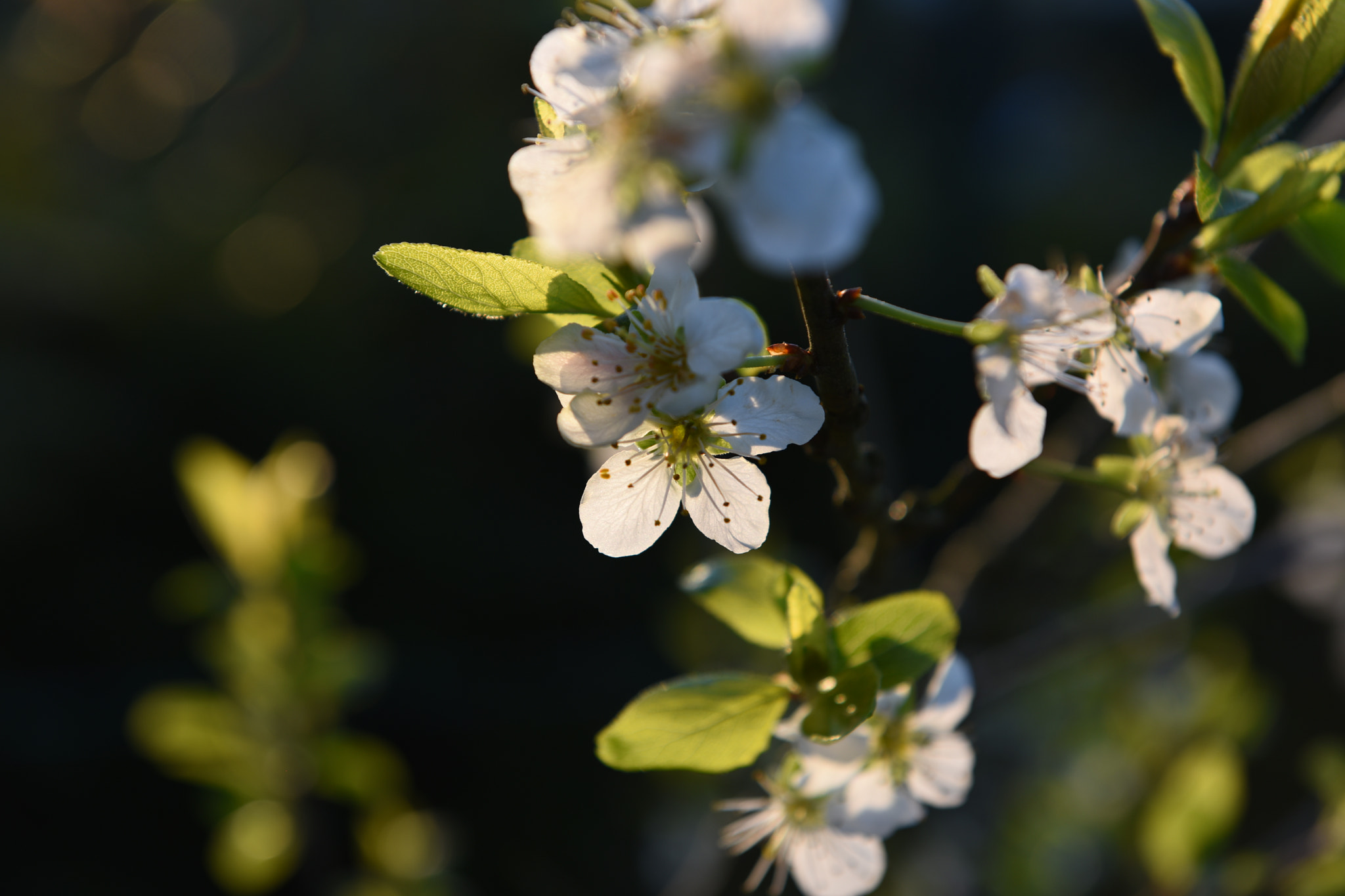 Nikon D810 sample photo. Pflaumenblüte plum blossom photography