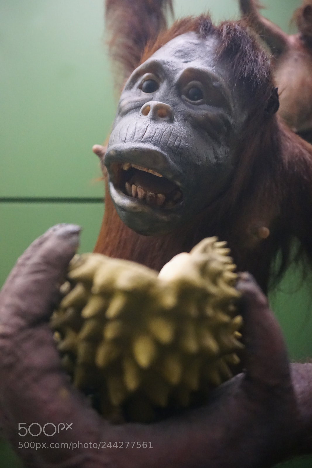 Sony E 16-50mm F3.5-5.6 PZ OSS sample photo. Apes at the american photography
