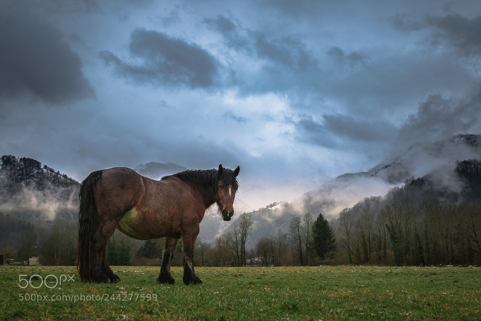 Nikon D5500 sample photo. Winter horse photography