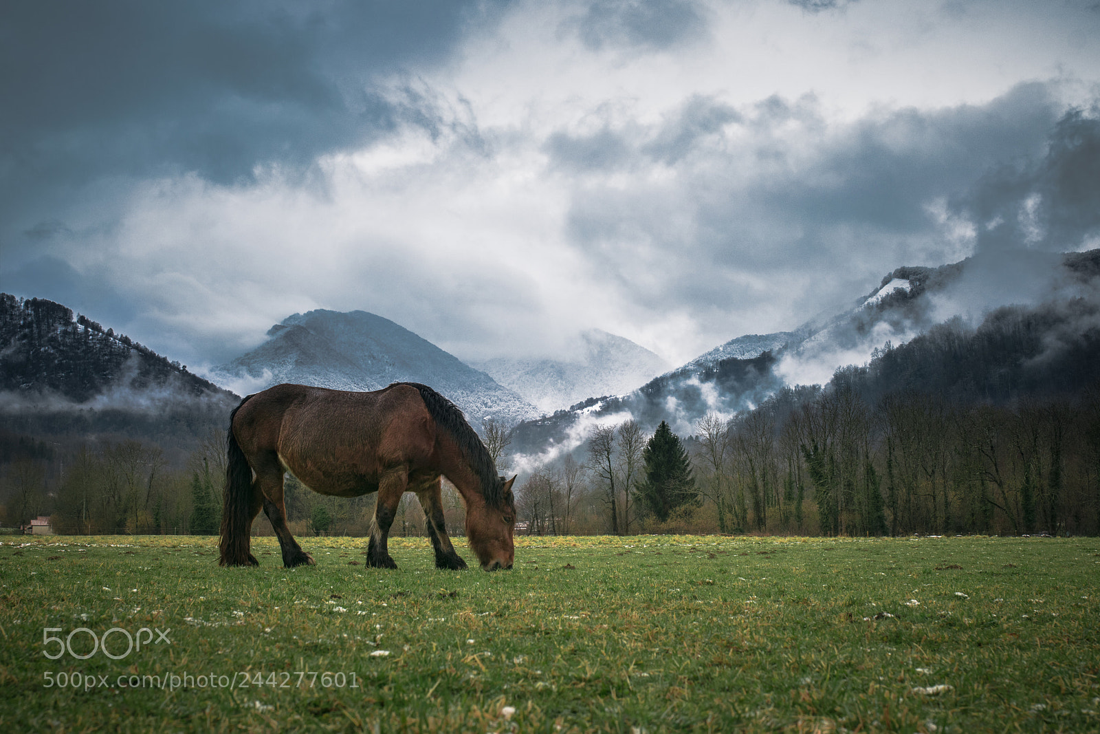 Nikon D5500 sample photo. Horse on the meadow photography