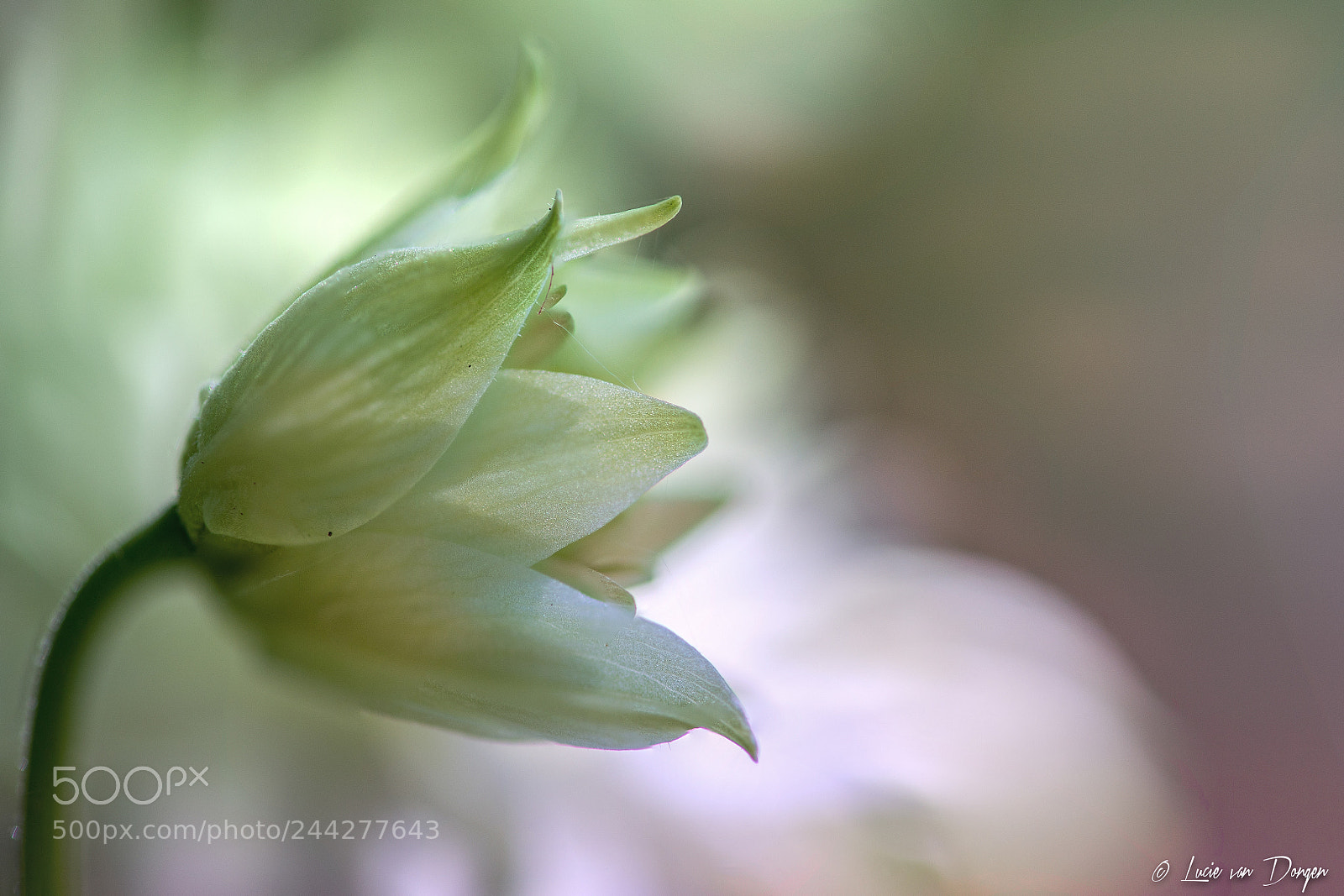 Nikon D610 sample photo. Aquilegia white photography