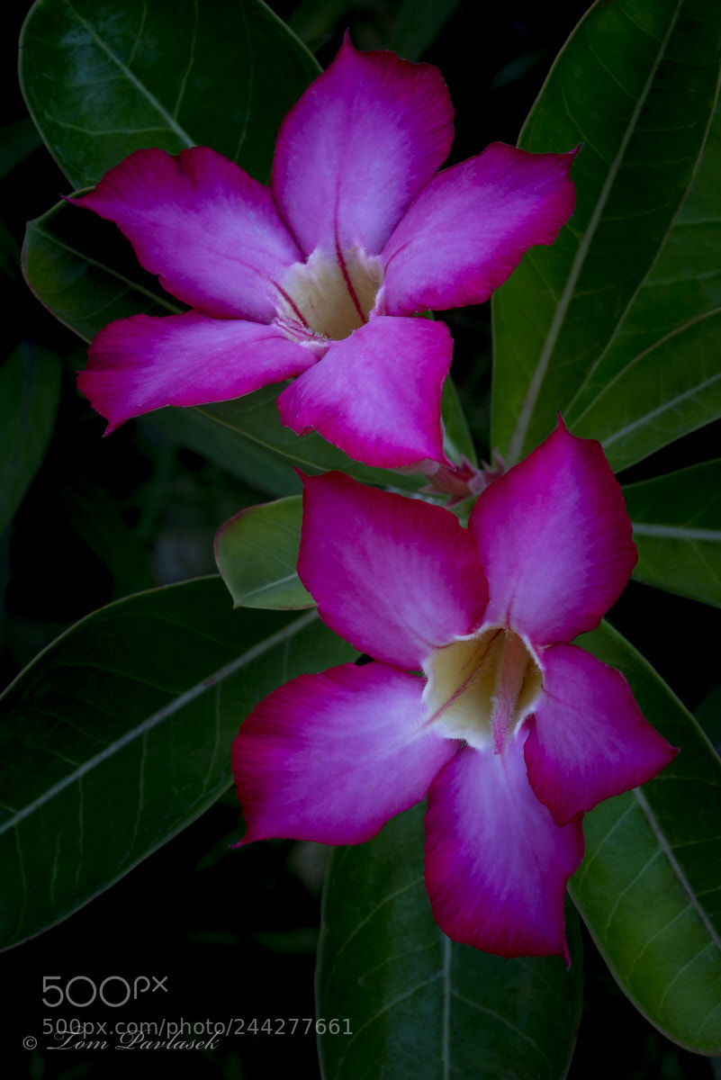 Nikon D600 sample photo. Two adenium flower photography