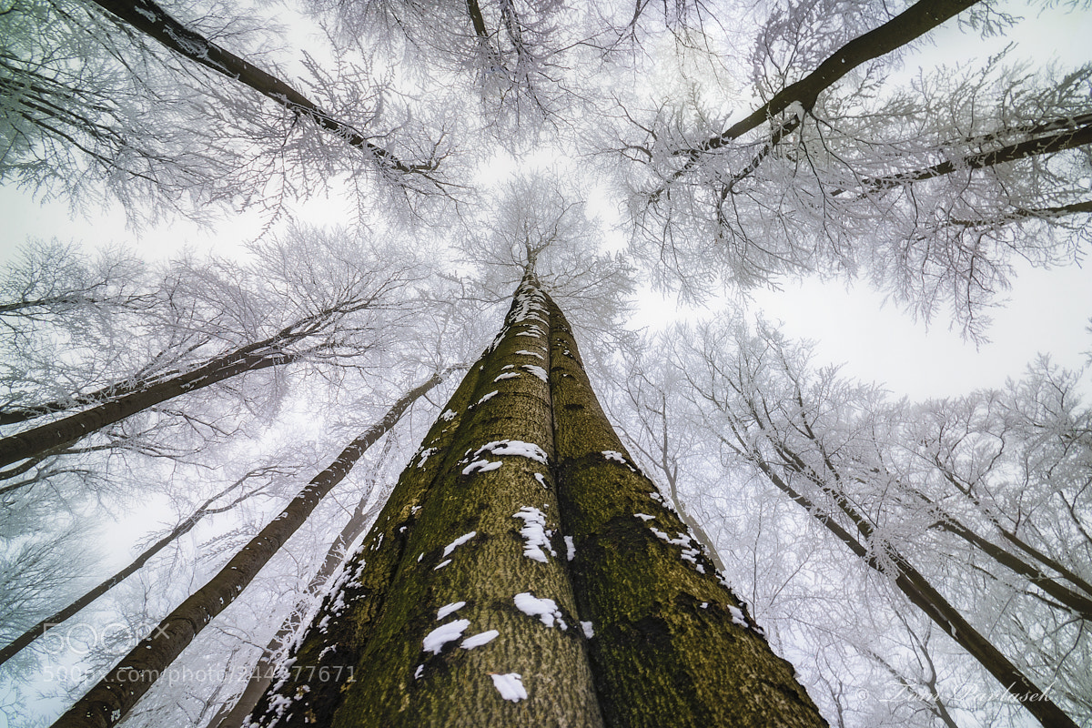 Nikon D600 sample photo. Winter tree crown photography