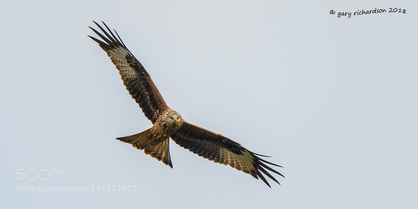 Nikon D500 sample photo. Red kite photography