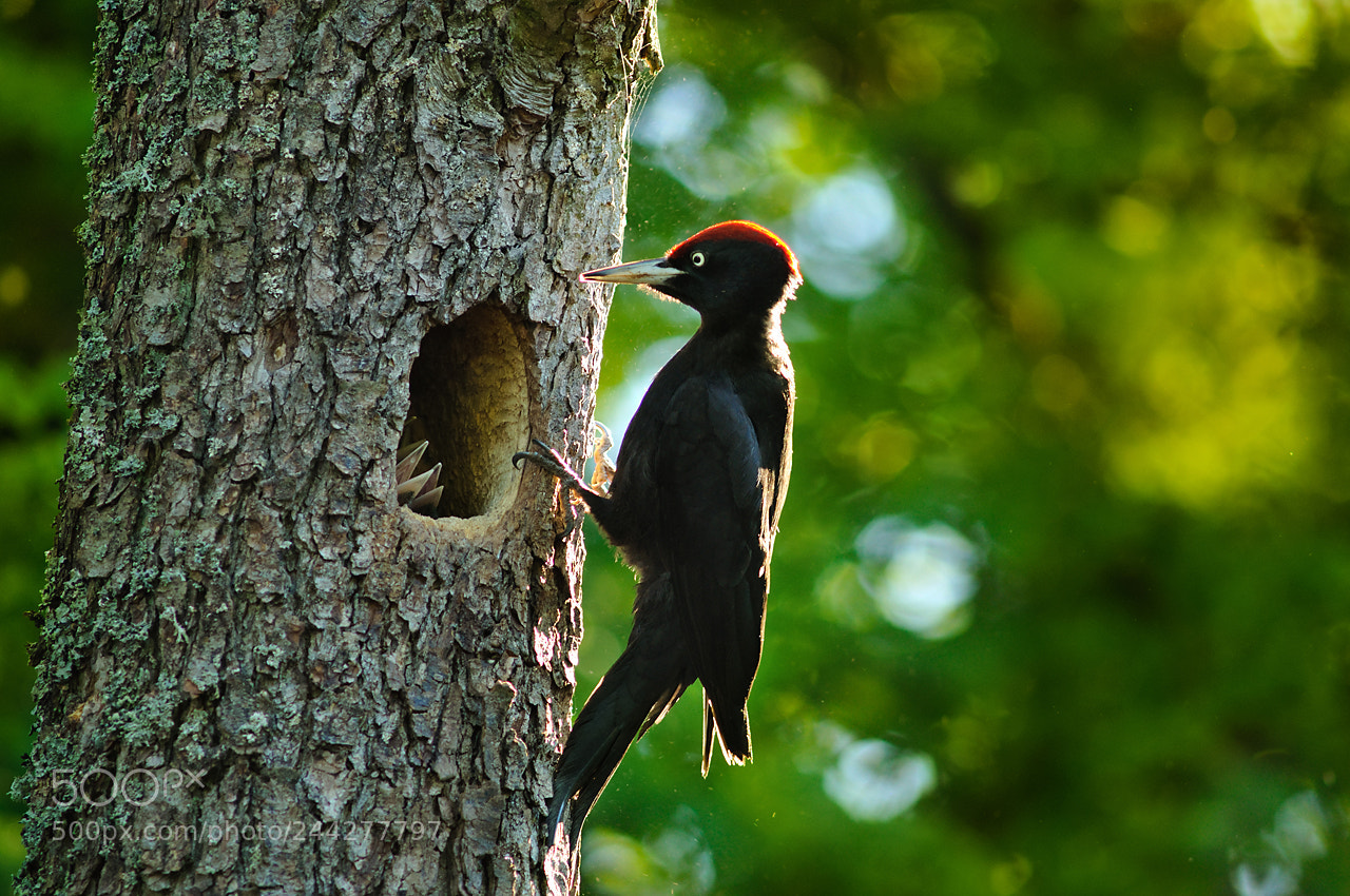 Nikon D90 sample photo. Woodpecker part ii photography