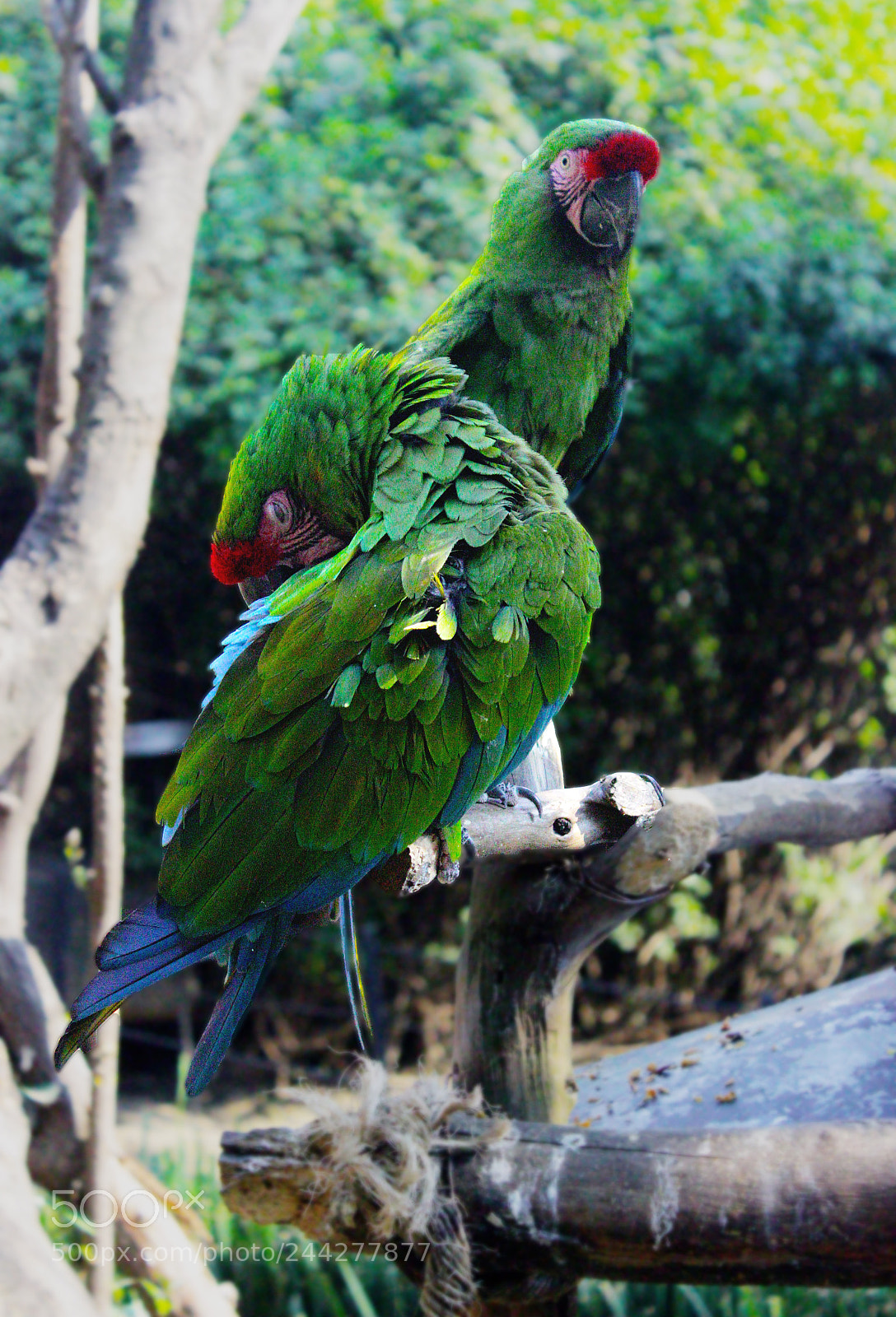 Canon EOS 600D (Rebel EOS T3i / EOS Kiss X5) sample photo. Parrots photography
