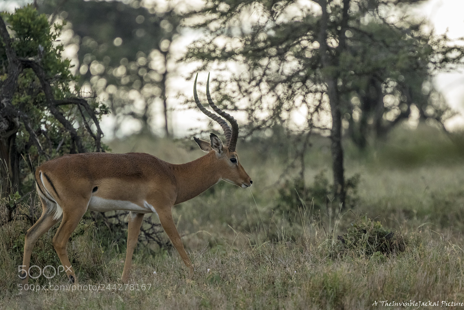 Canon EOS 7D Mark II sample photo. Impala photography