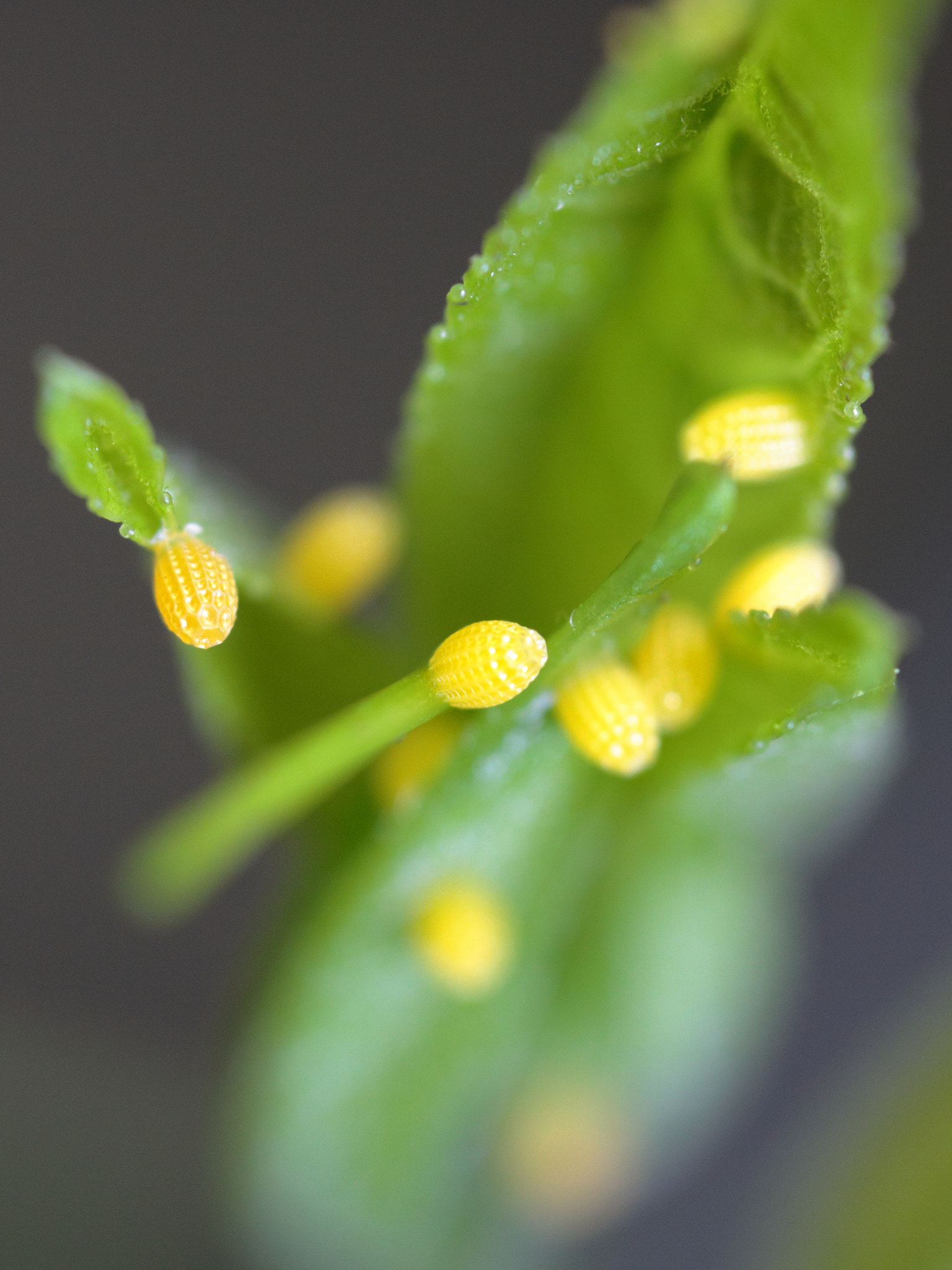 Canon EOS 750D (EOS Rebel T6i / EOS Kiss X8i) + Canon EF-S 60mm F2.8 Macro USM sample photo. Butterfly eggs photography