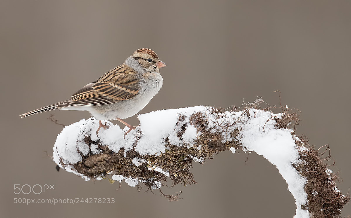 Canon EOS-1D X Mark II sample photo. Chipping sparrow photography
