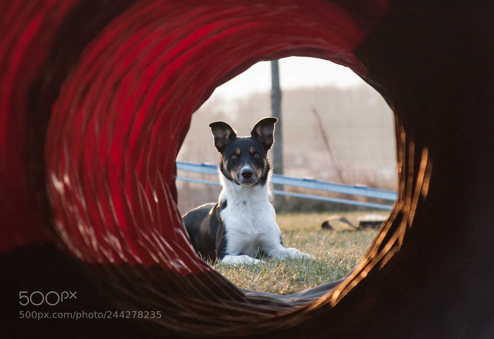 Canon EOS 40D sample photo. Bow photography