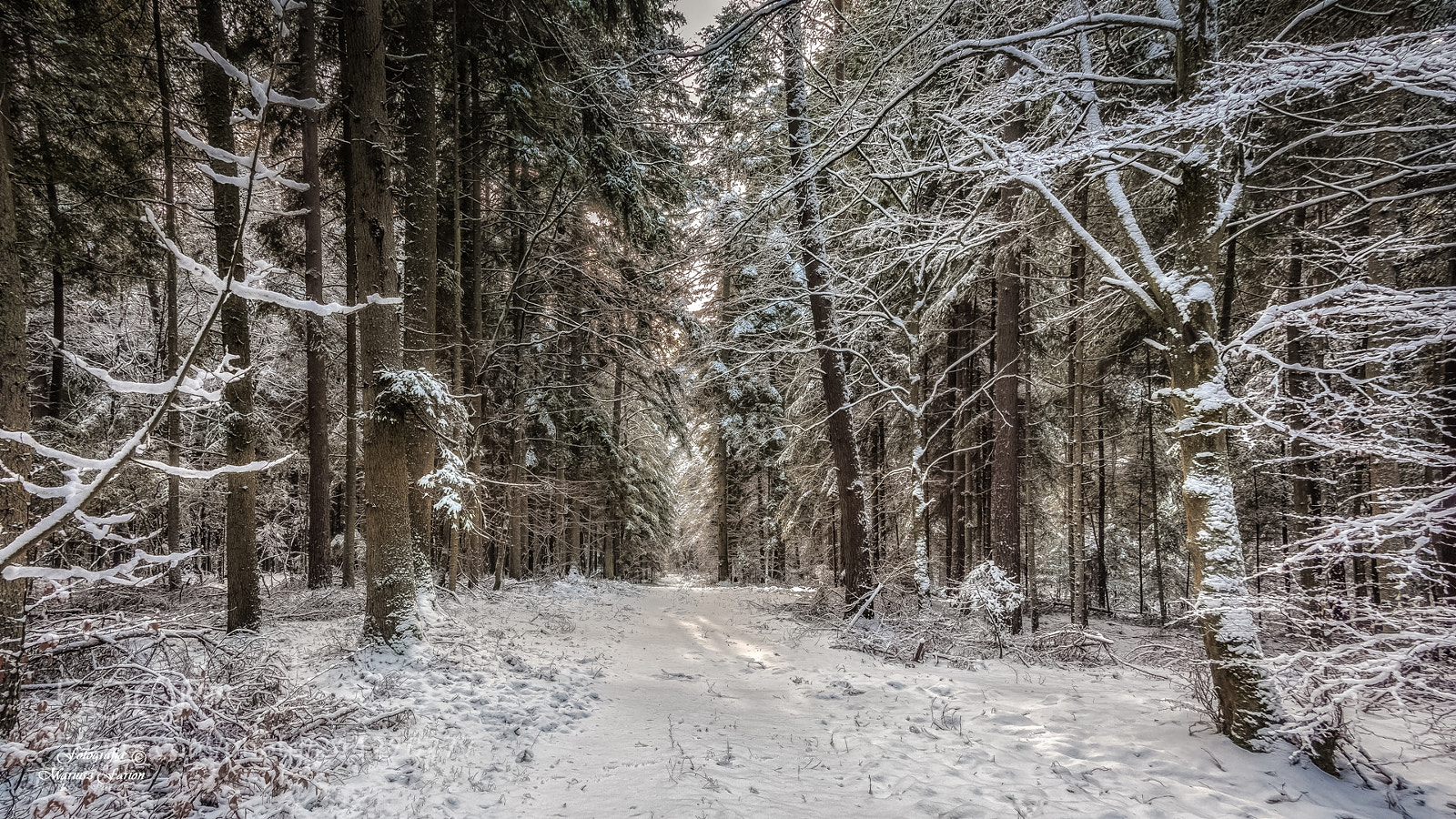 Nikon D7200 sample photo. Zimowe lasy roztocza photography