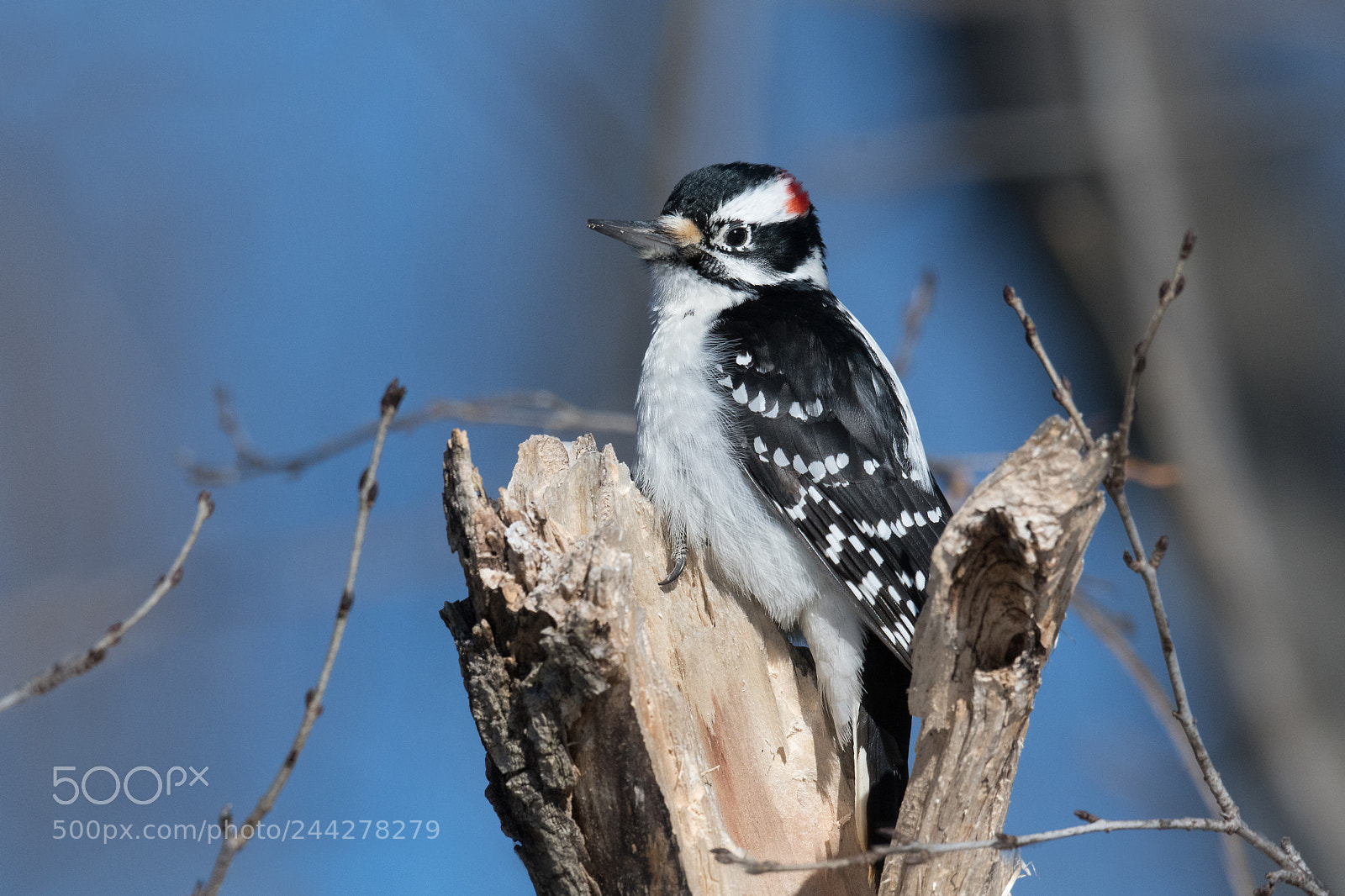 Nikon D500 sample photo. Pic chevelu / hairy woodpecker photography