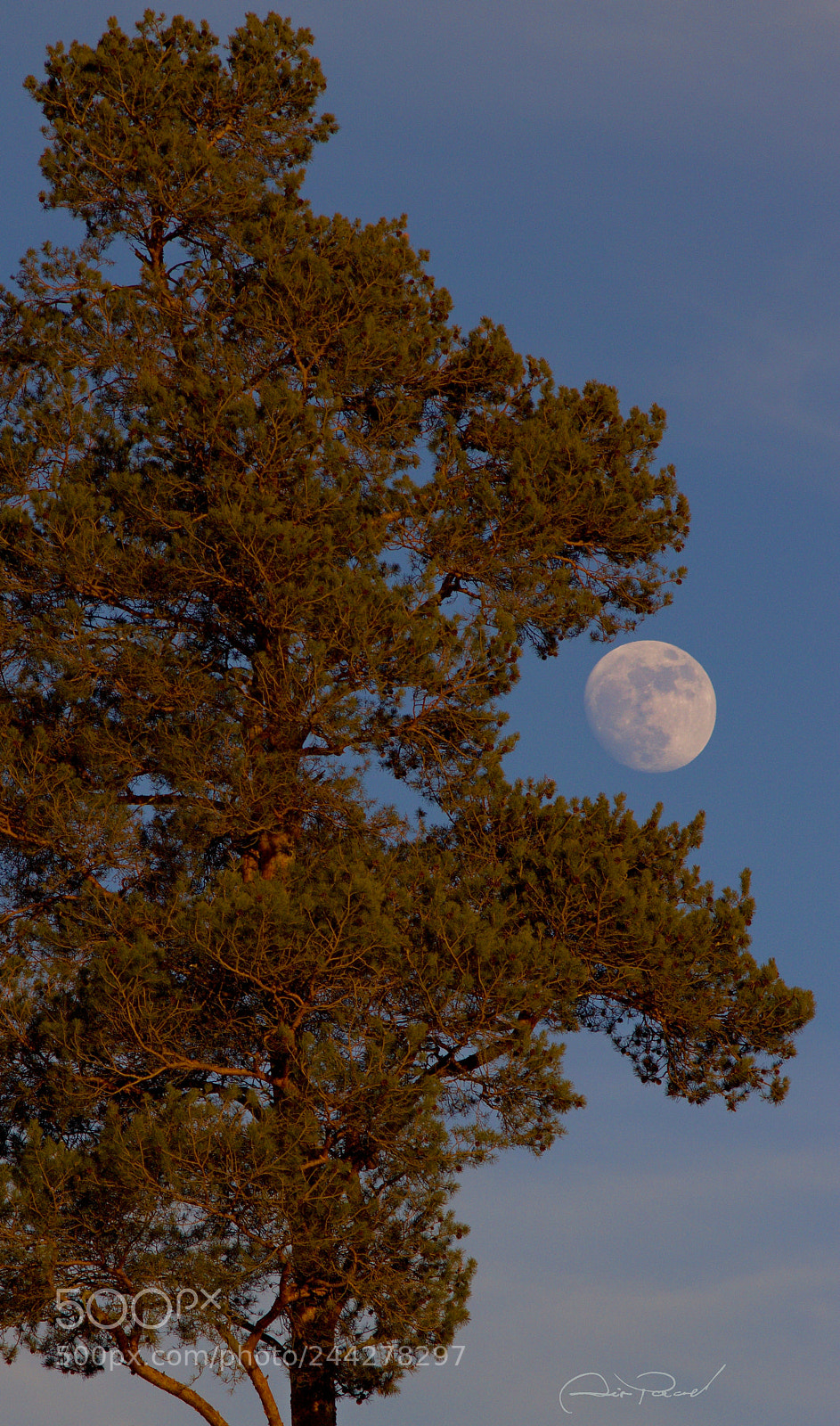Canon EOS 1100D (EOS Rebel T3 / EOS Kiss X50) sample photo. Borovice photography