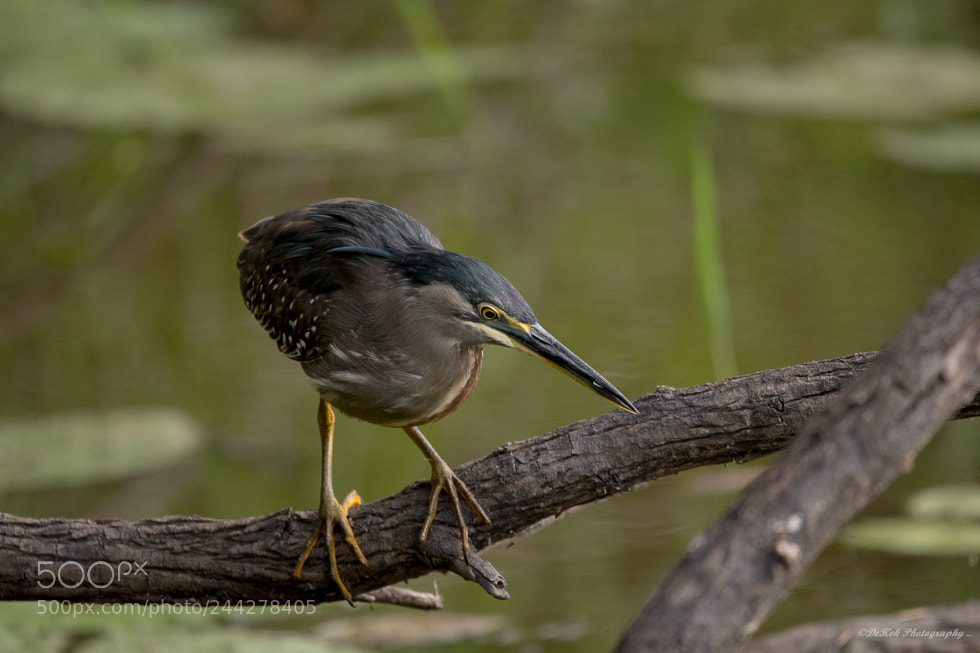 Nikon D500 sample photo. Heron .. photography