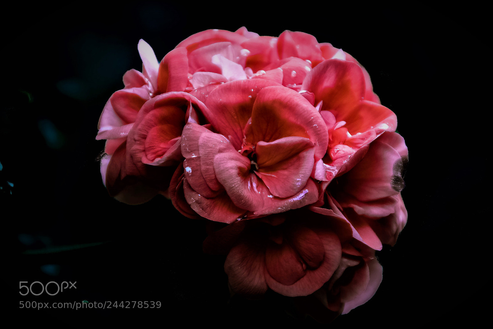 Nikon D7100 sample photo. Sweet photography