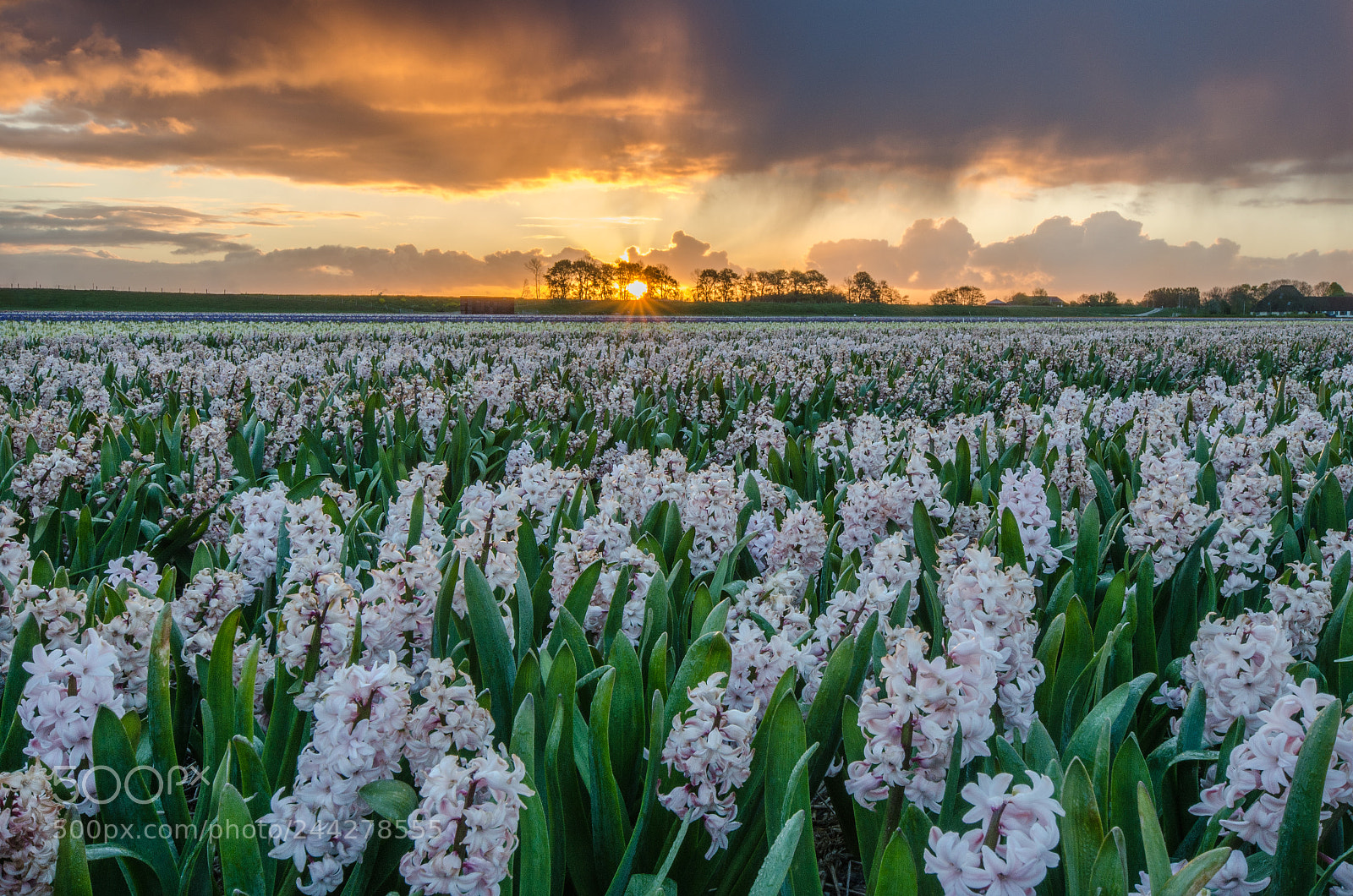 Nikon D5100 sample photo. Daybreak between hyacinths photography