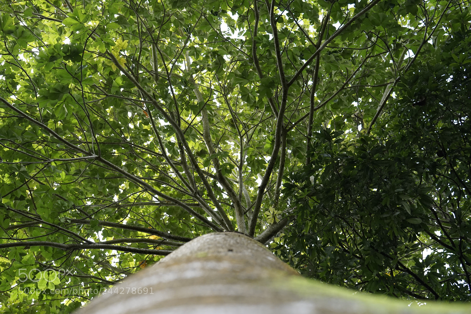 Sony a7 II sample photo. Tree photography