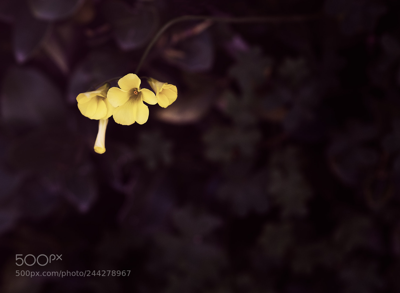 Fujifilm X-T10 sample photo. Three flowers photography