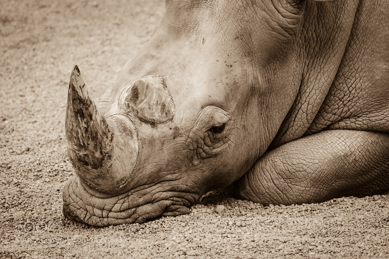 Canon EOS 500D (EOS Rebel T1i / EOS Kiss X3) sample photo. Rhino sleeping portrait photography
