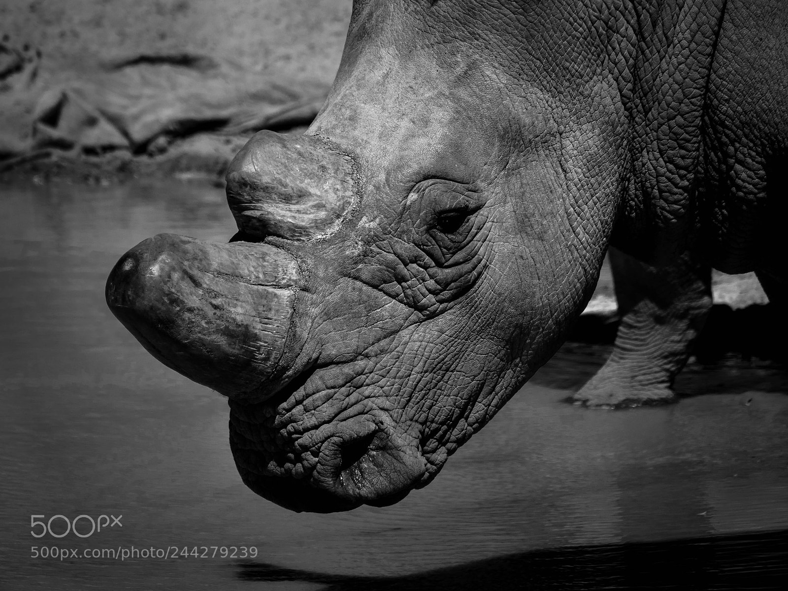 Panasonic Lumix DMC-GH4 sample photo. Rhino at a watering photography
