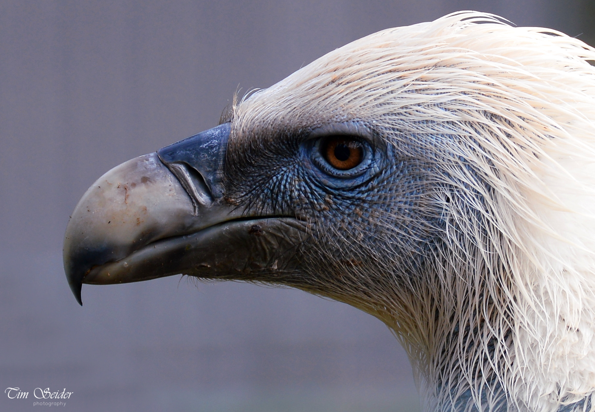 Nikon D610 sample photo. Vulture photography