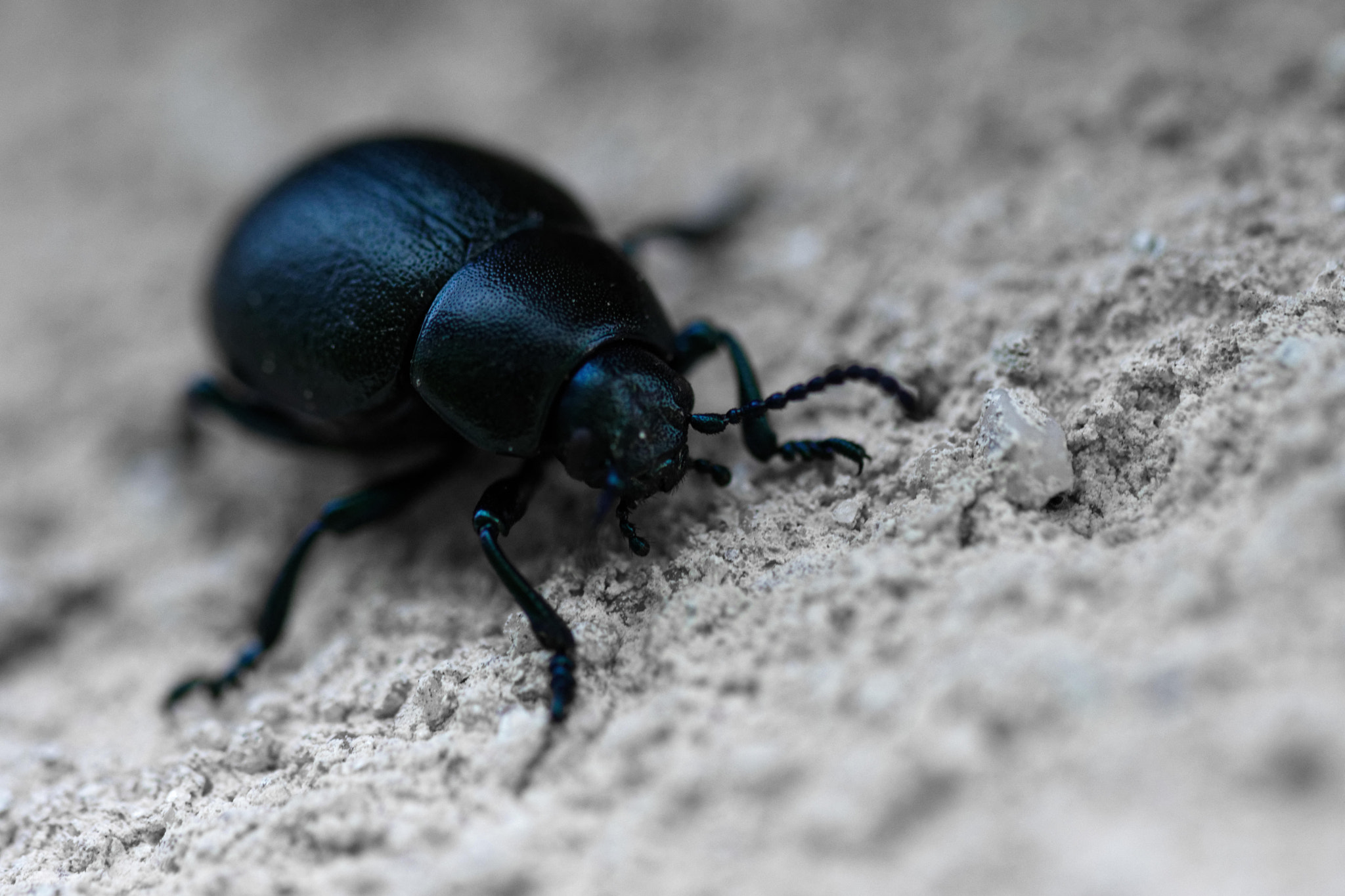 Sigma 105mm F2.8 EX DG OS HSM sample photo. Scarablue photography