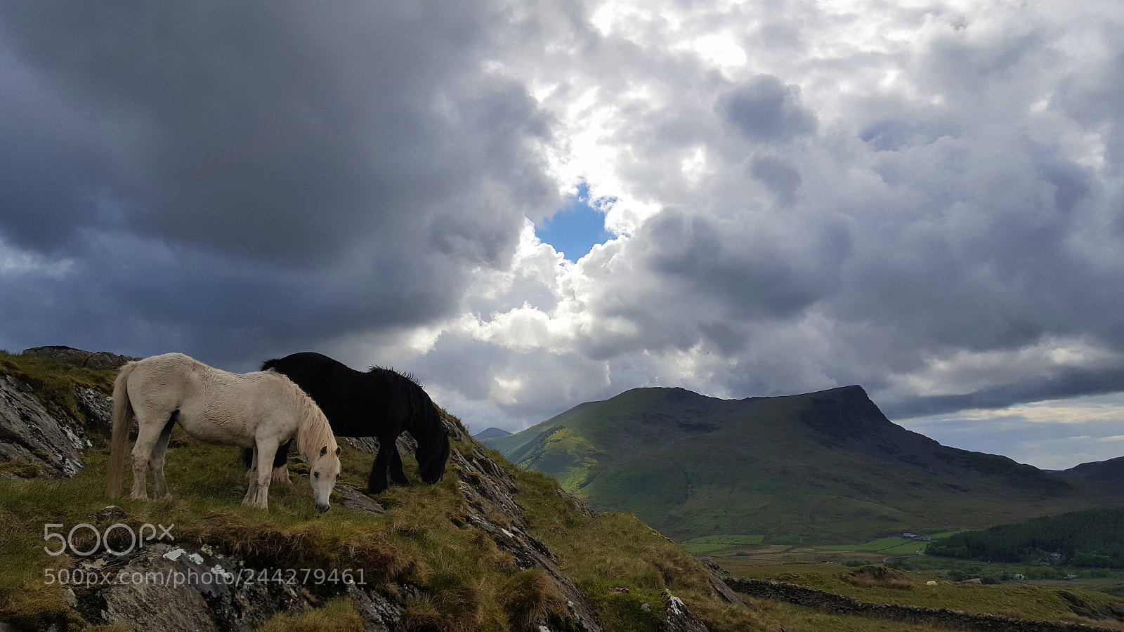 Samsung GALAXY S6 edge sample photo. Grazing snowdon ponies photography