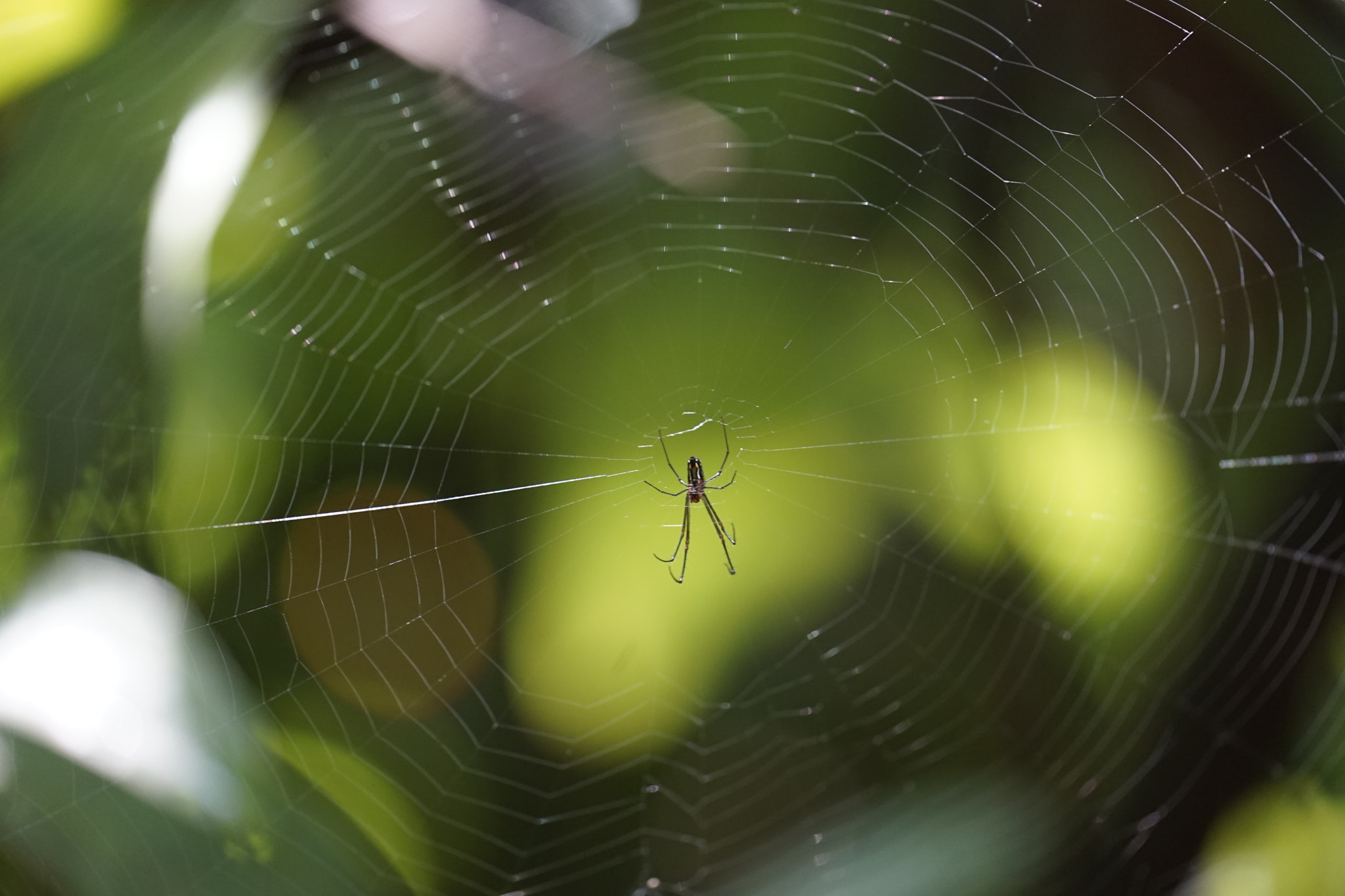 Sony a7 II + Sony FE 70-300mm F4.5-5.6 G OSS sample photo. Spider photography