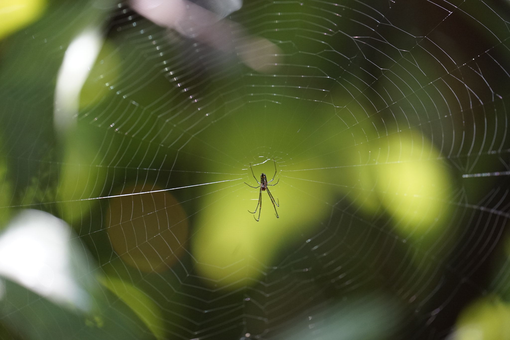 Sony FE 70-300mm F4.5-5.6 G OSS sample photo. Spider photography