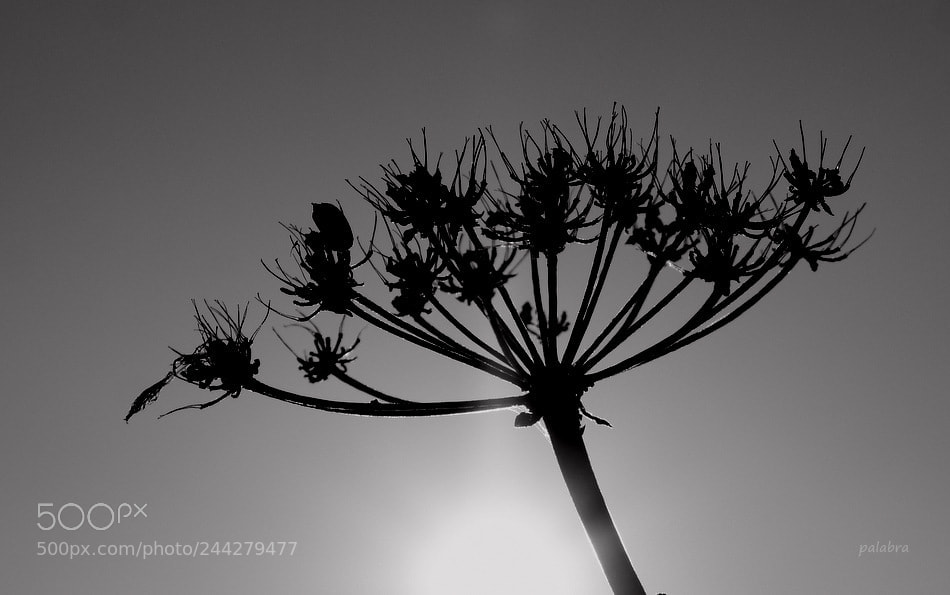 Samsung NX30 sample photo. ... photography