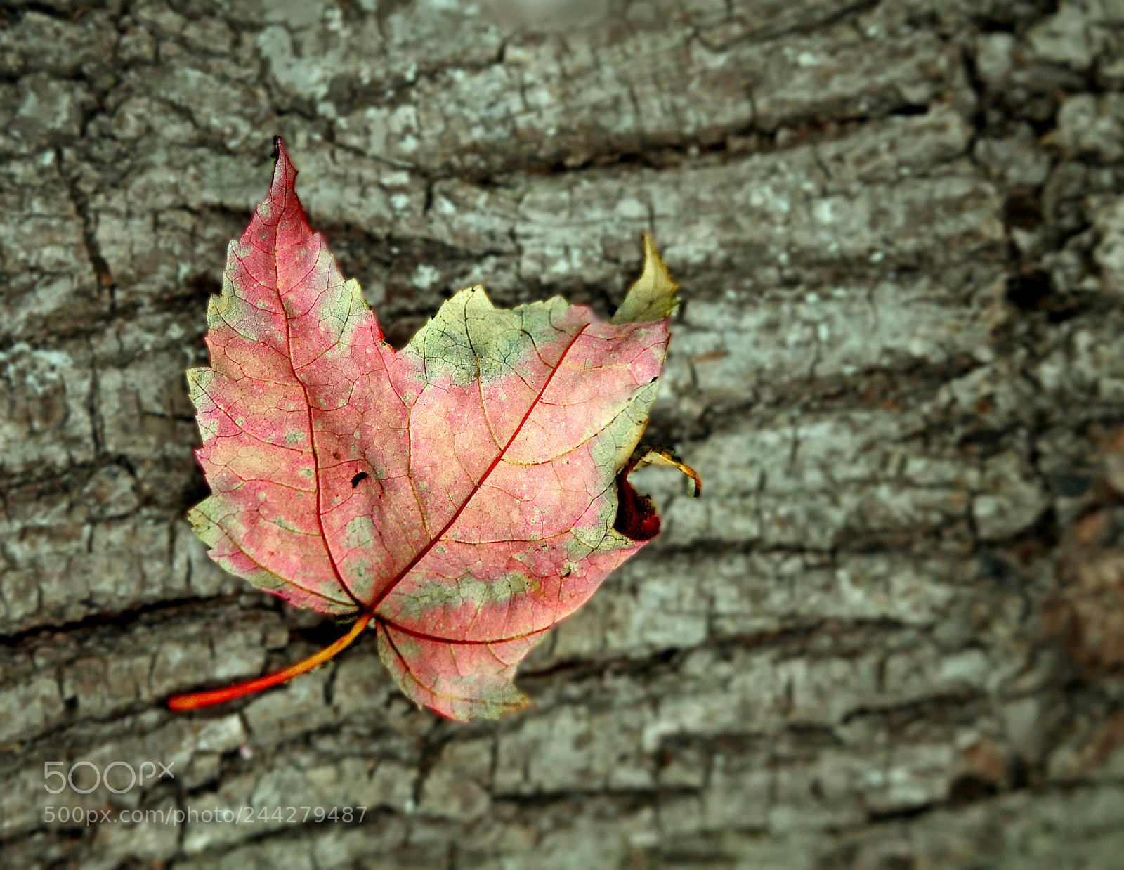 Canon EOS 700D (EOS Rebel T5i / EOS Kiss X7i) sample photo. Fading colors of fall photography