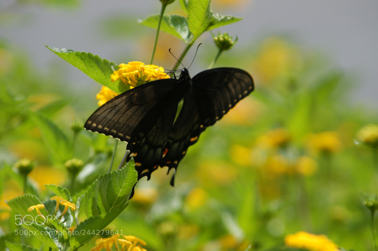 Nikon D100 sample photo. Black butterfly hanging around photography