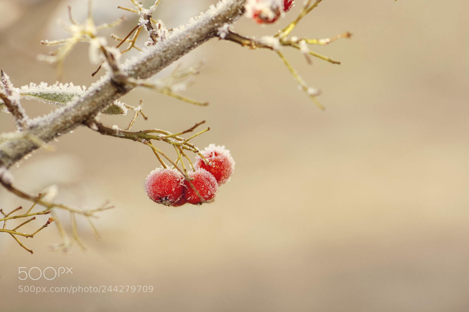 Nikon D7100 sample photo. Cotoneaster photography