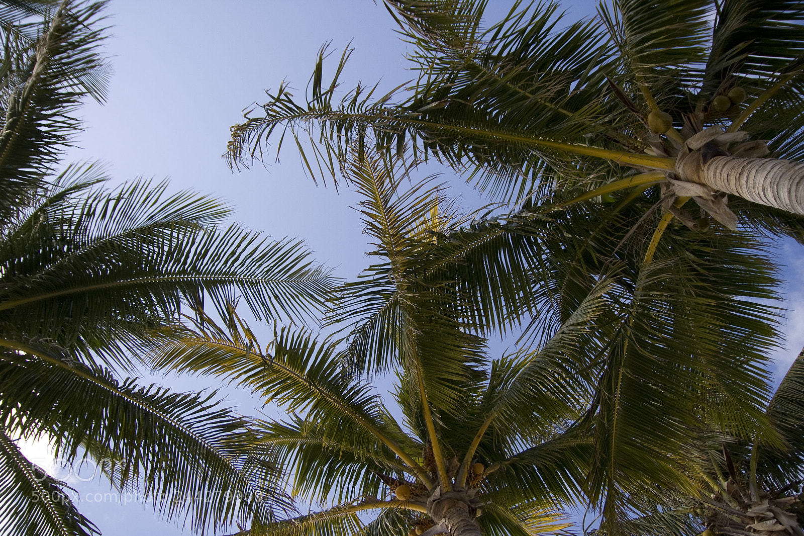 Canon EOS 40D sample photo. Bahamas 1 photography