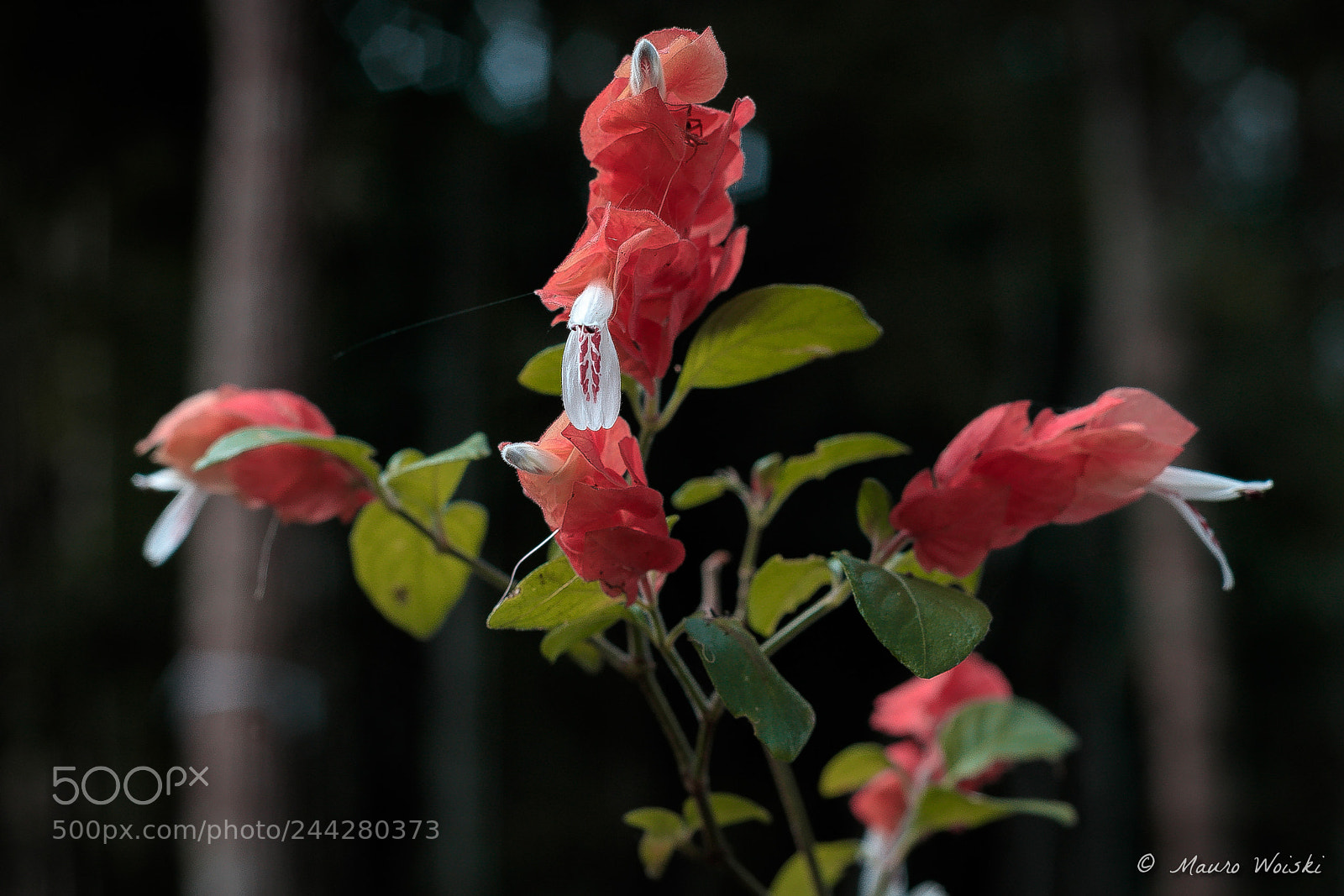 Canon EOS 5DS R sample photo. Flores photography