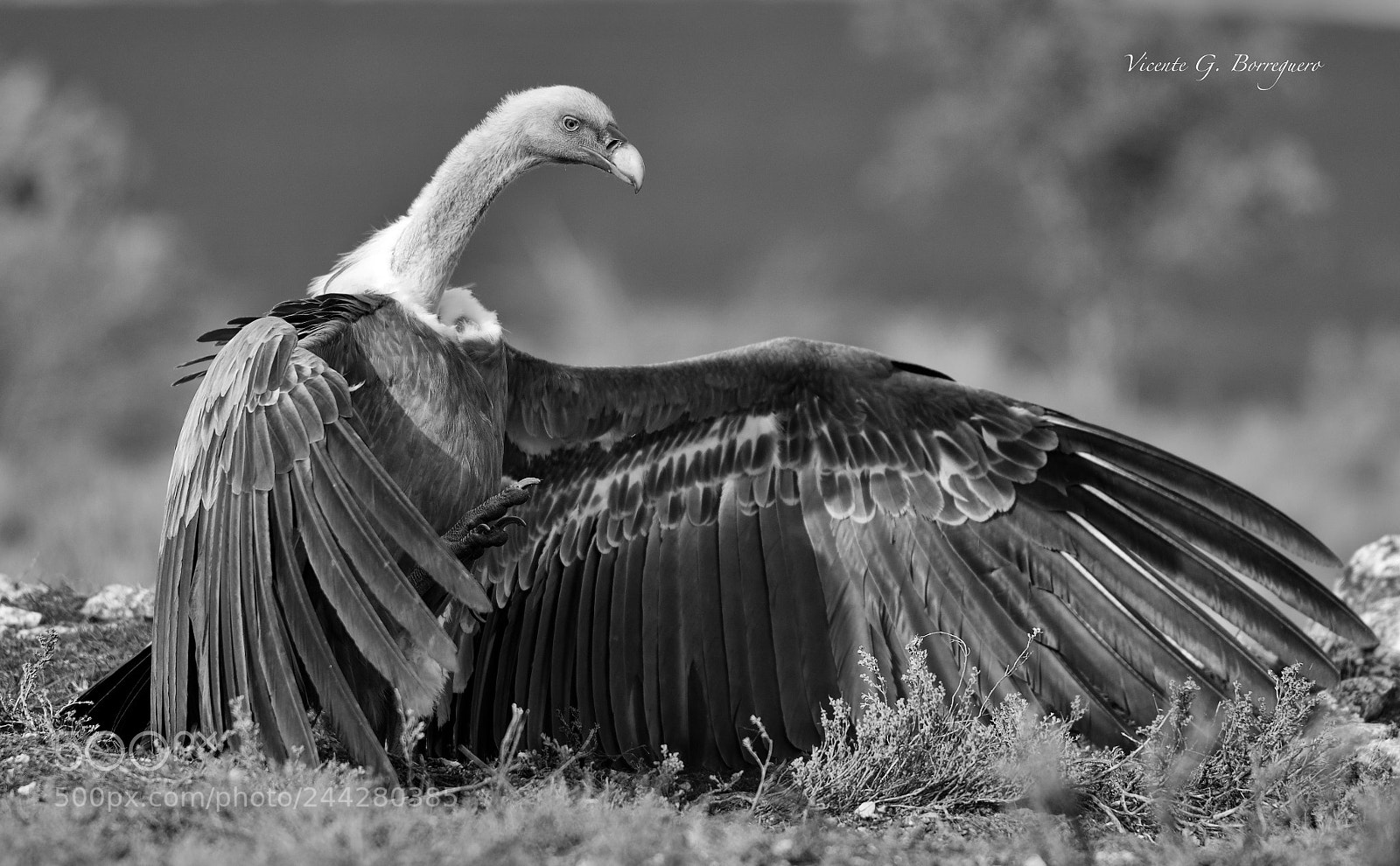 Nikon D7200 sample photo. Gyps fulvus photography
