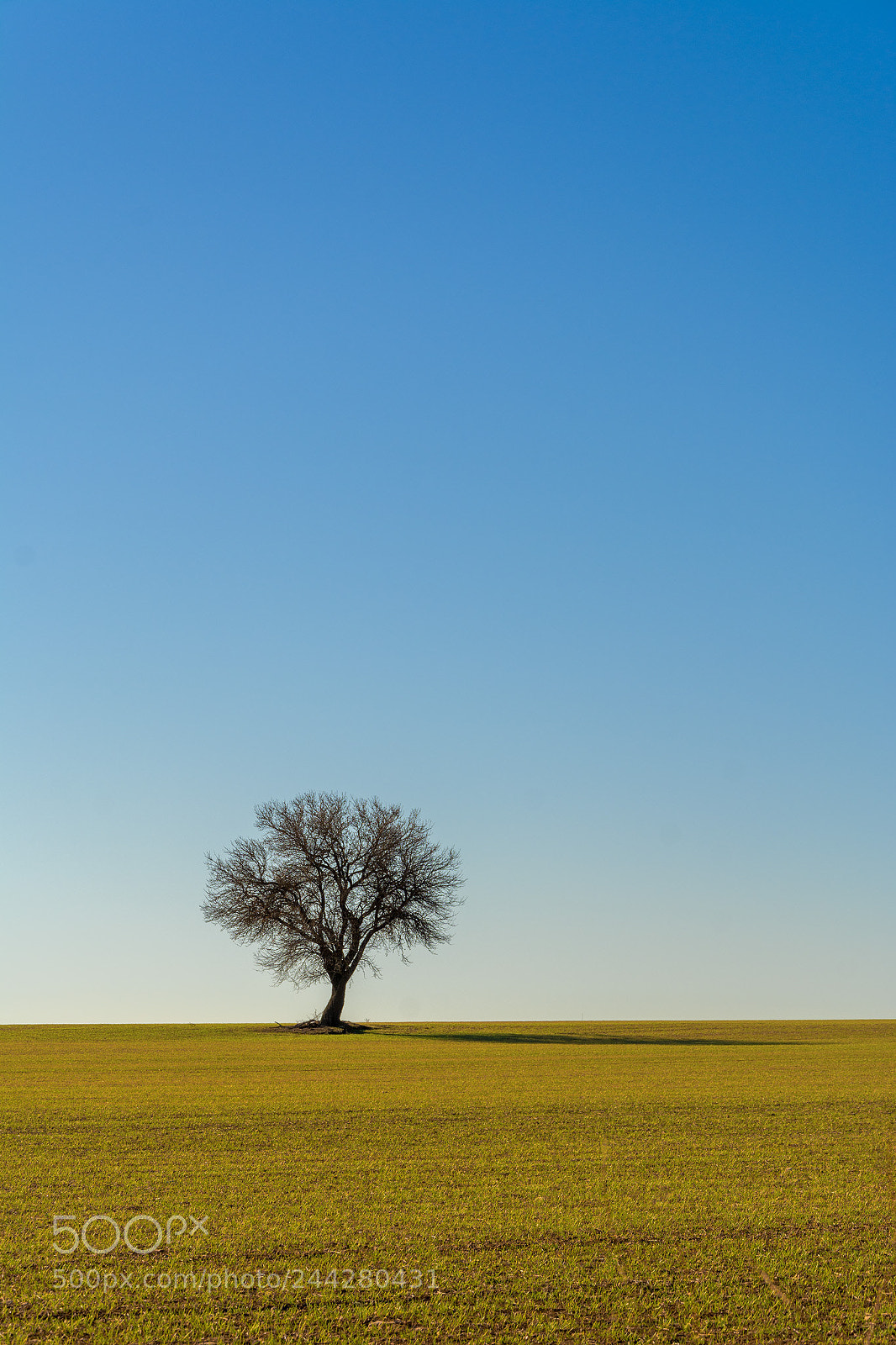 Nikon D7100 sample photo. Alone ii photography