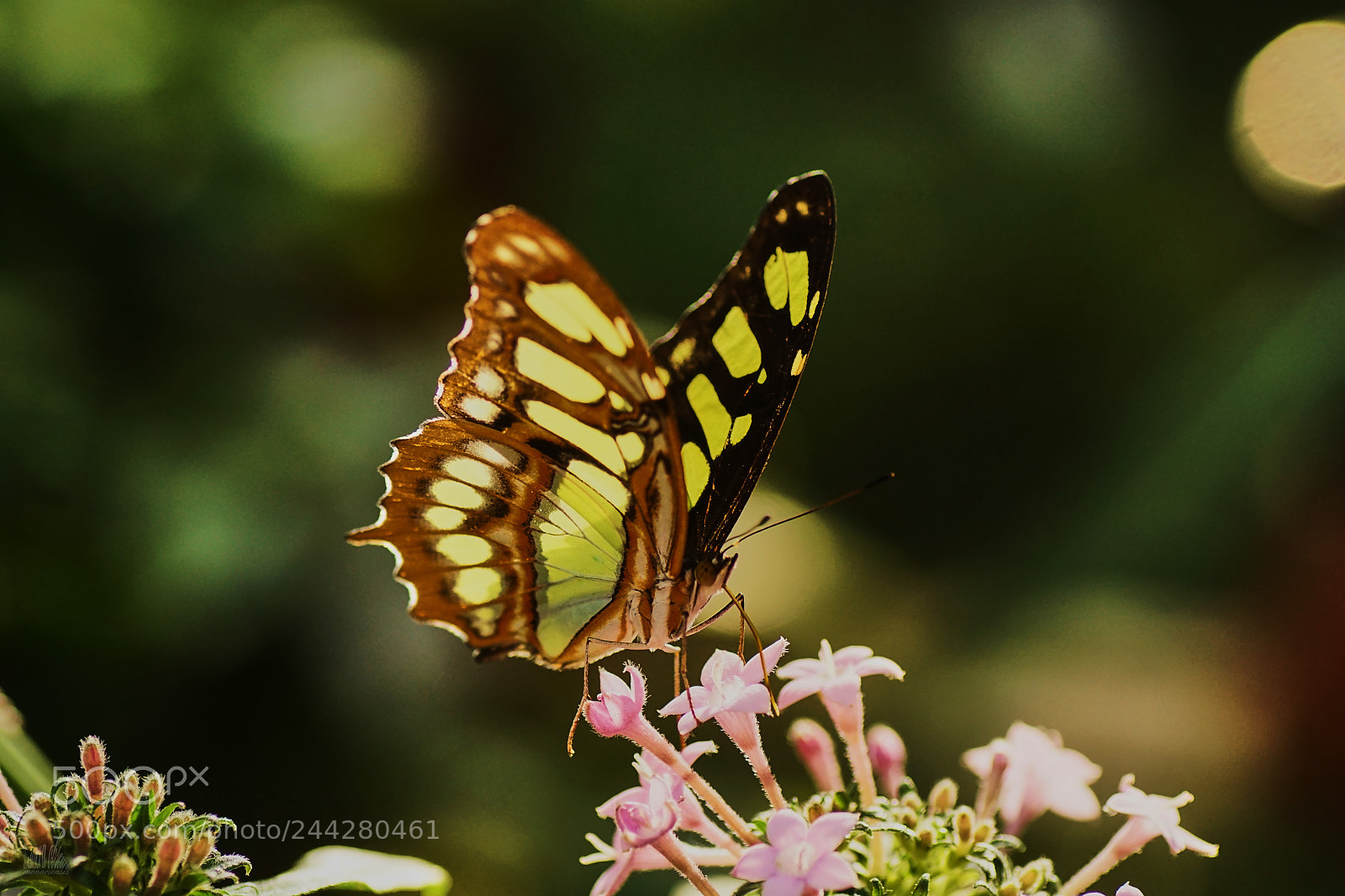 Sony ILCA-77M2 sample photo. Malachite photography