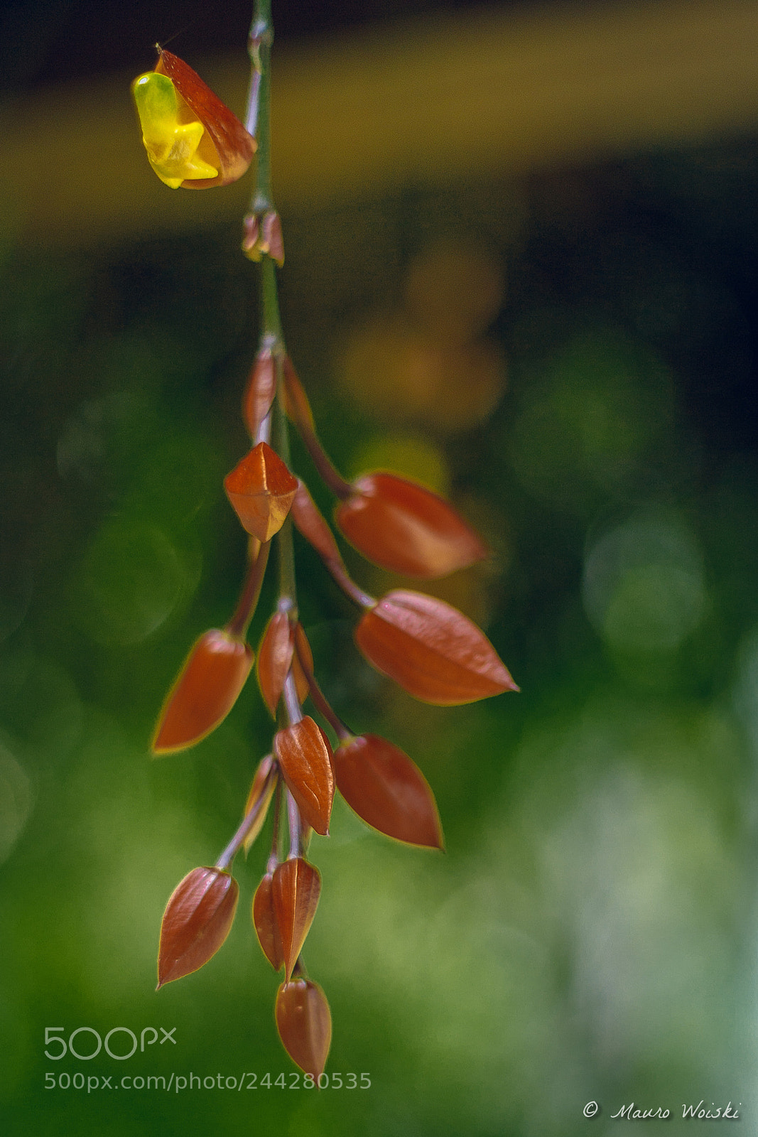 Canon EOS 5DS R sample photo. Flores ii photography