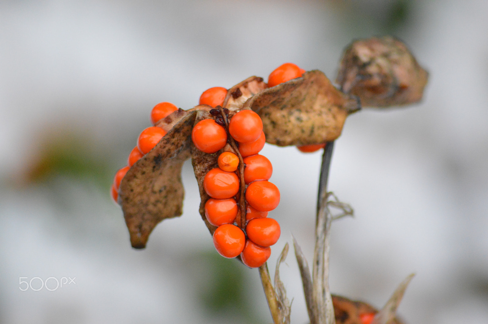 Nikon D3200 + Sigma 70-300mm F4-5.6 APO DG Macro sample photo. Dsc photography