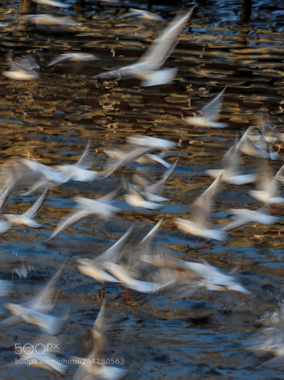 Nikon D3 sample photo. Mouettes photography